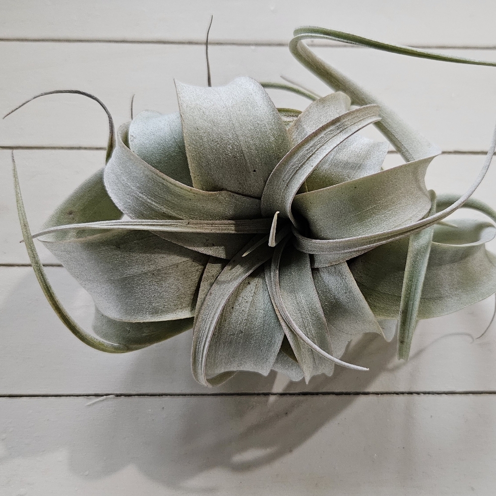 Air Plant Tillandsia Xerographica